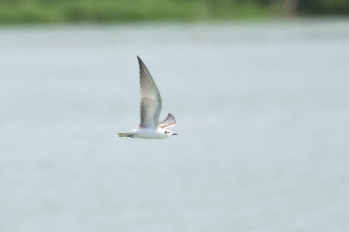 White-winged Tern - Shinead Ashe