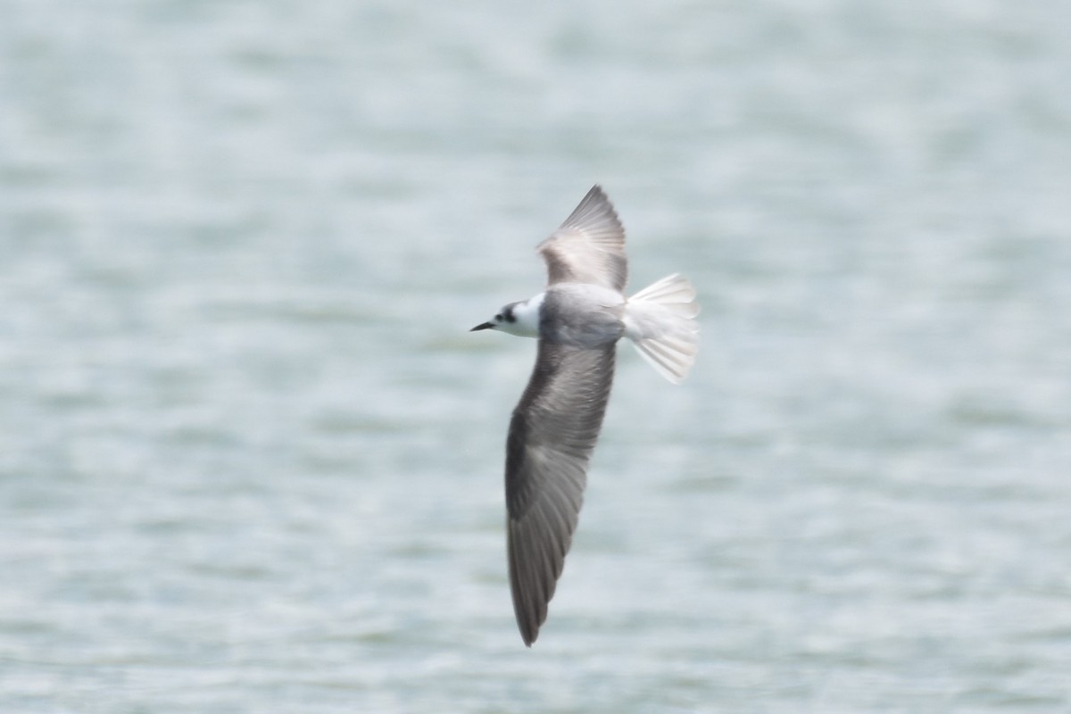 White-winged Tern - Shinead Ashe