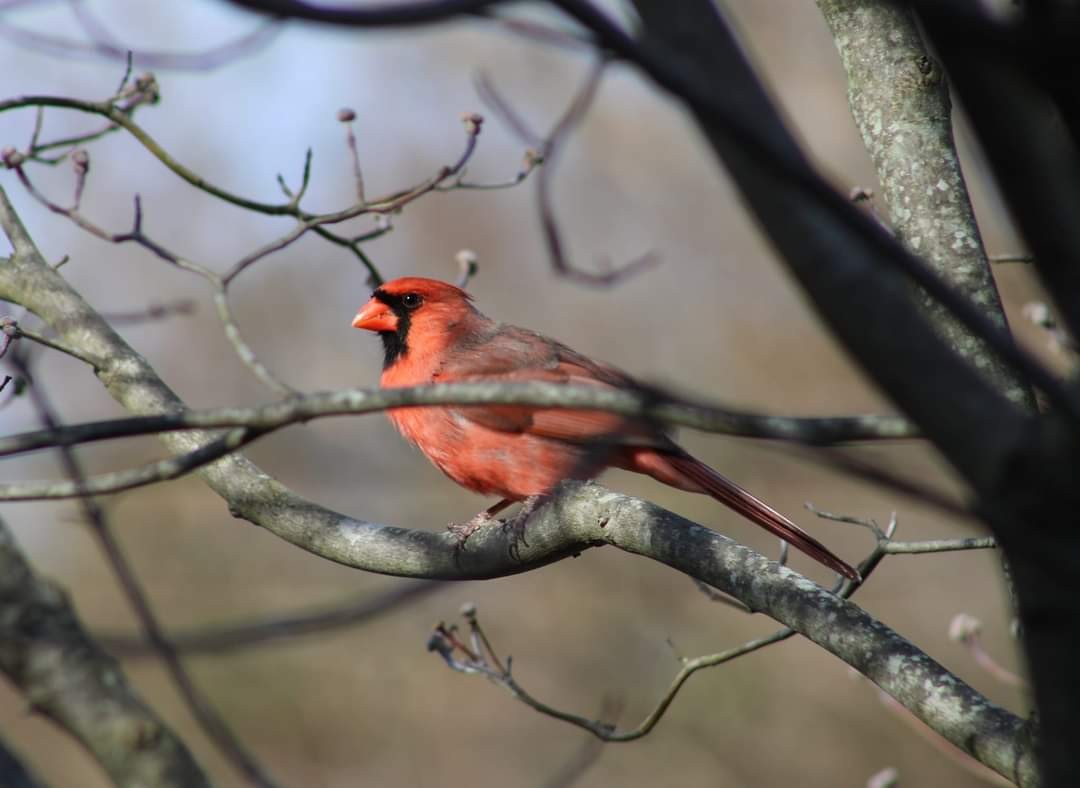 Northern Cardinal - ML586070941