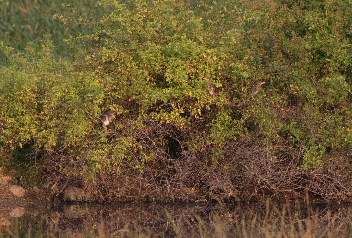 Green Heron - Mark R Johnson