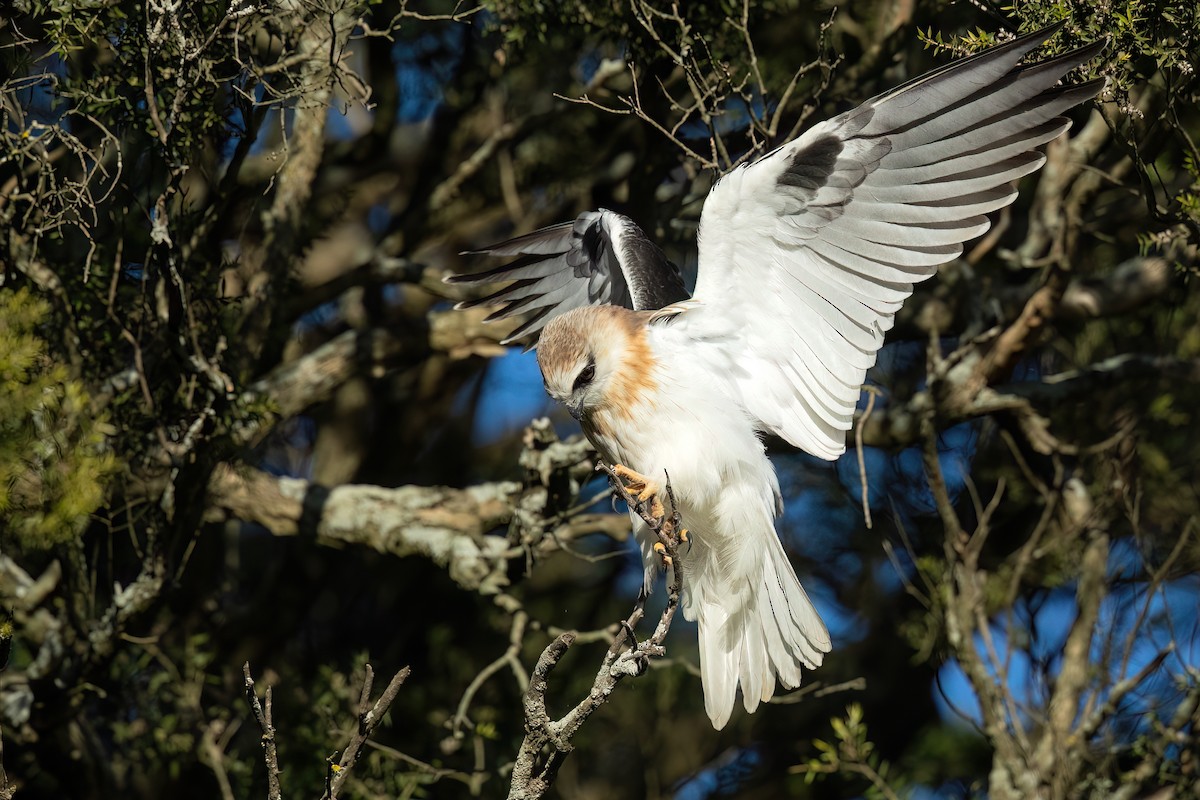 Black-shouldered Kite - David Irving