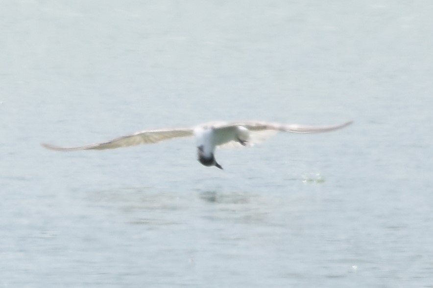 White-winged Tern - Shinead Ashe