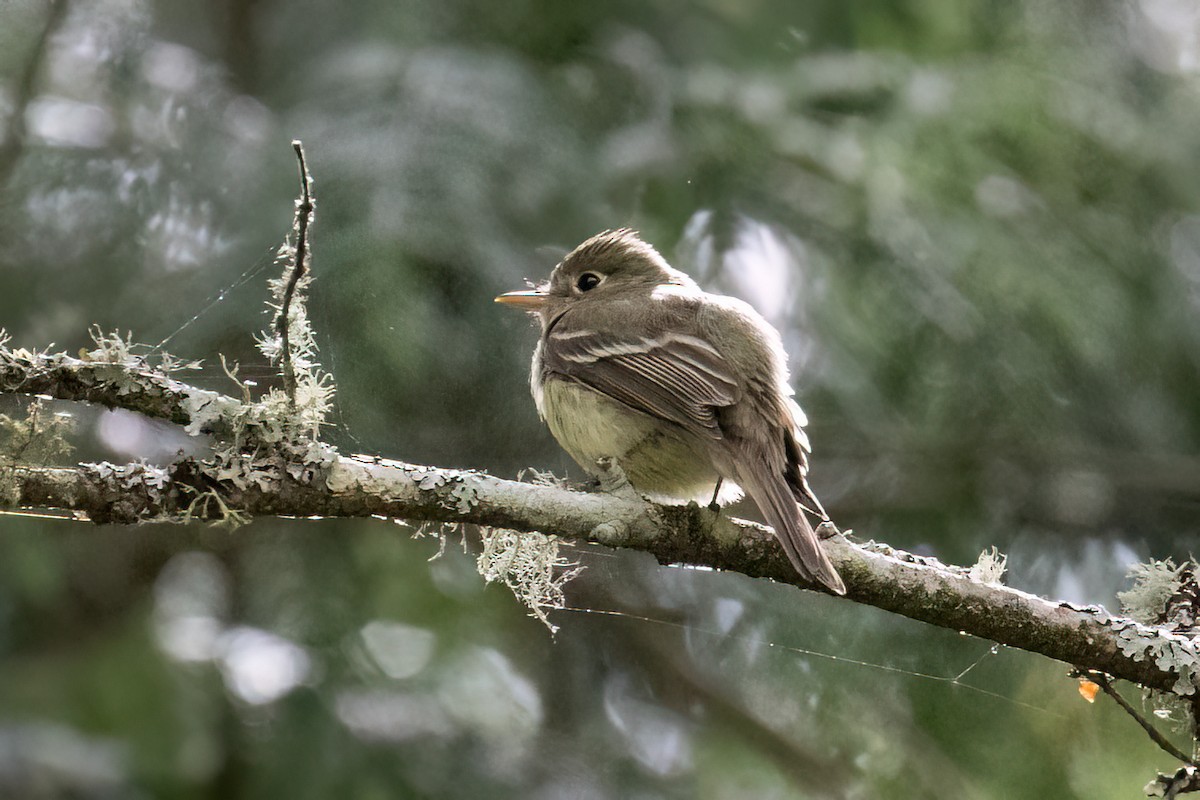 Western Flycatcher (Pacific-slope) - ML586072951
