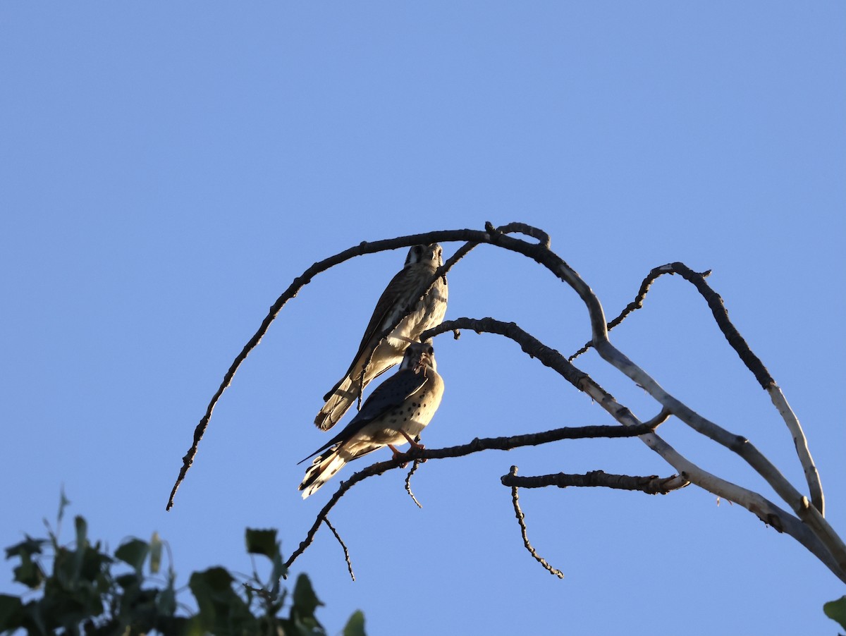 American Kestrel - ML586073041