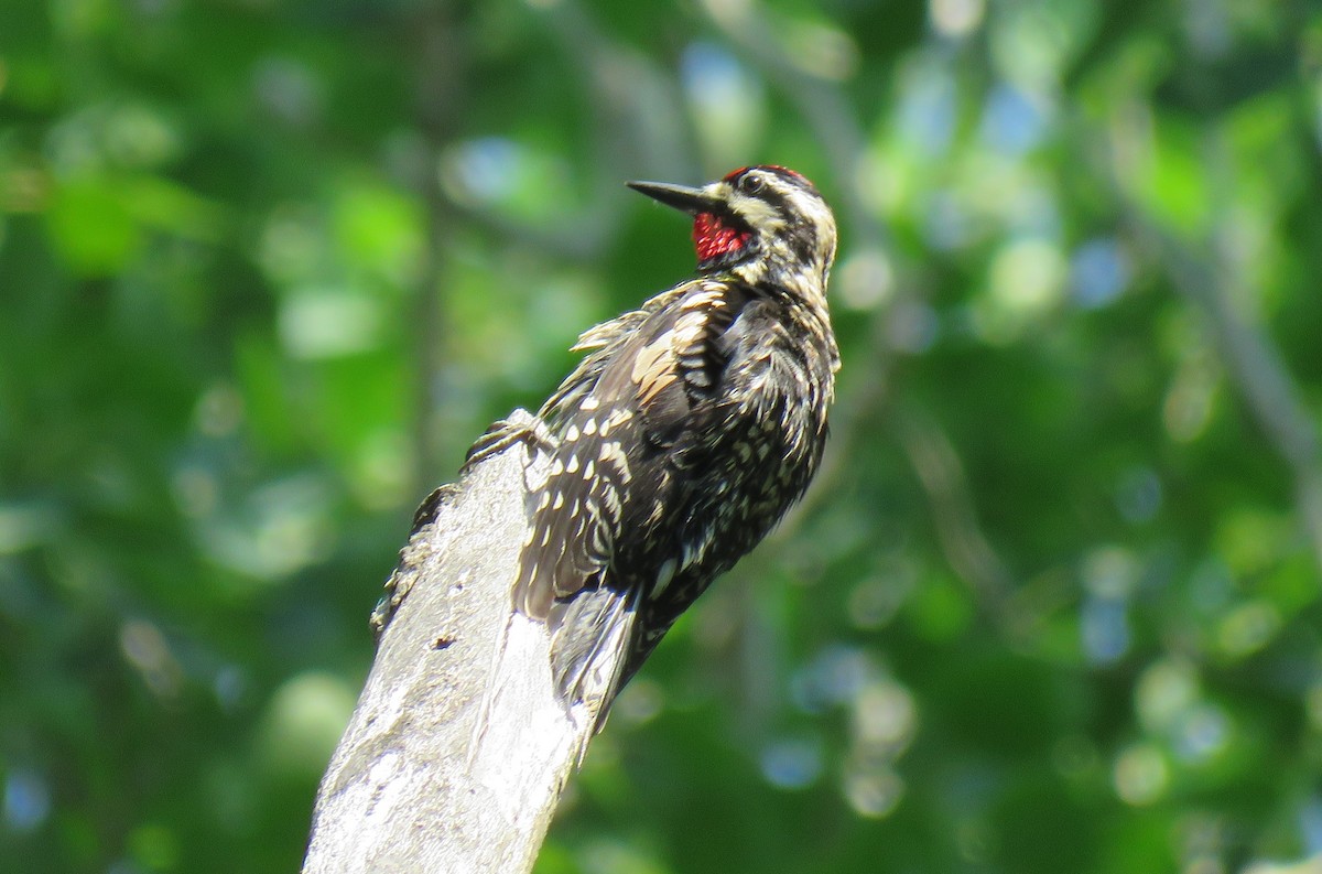 Yellow-bellied Sapsucker - Tom and Margaret