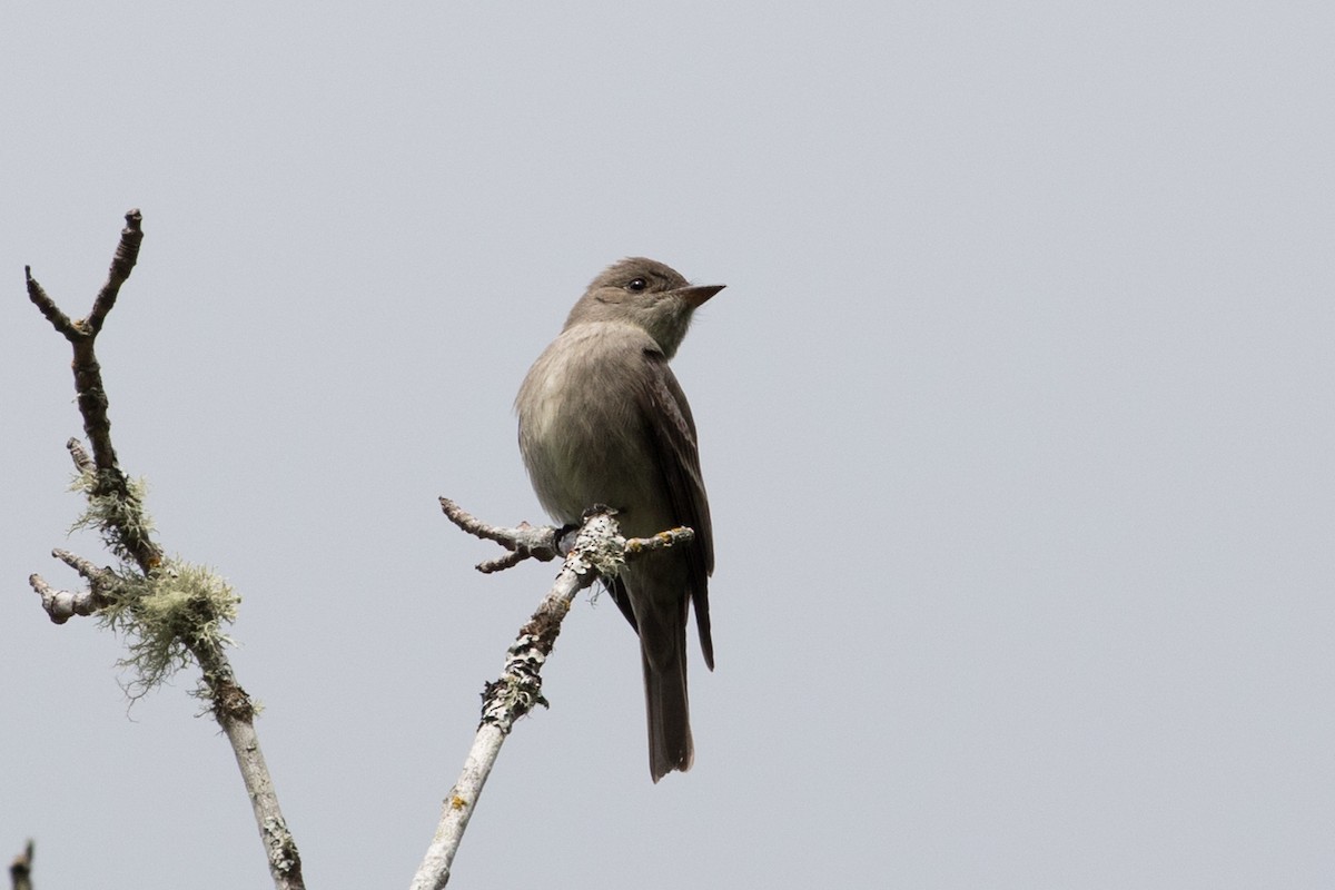 Western Wood-Pewee - ML586073231