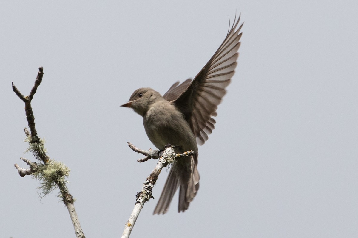 Western Wood-Pewee - ML586073241