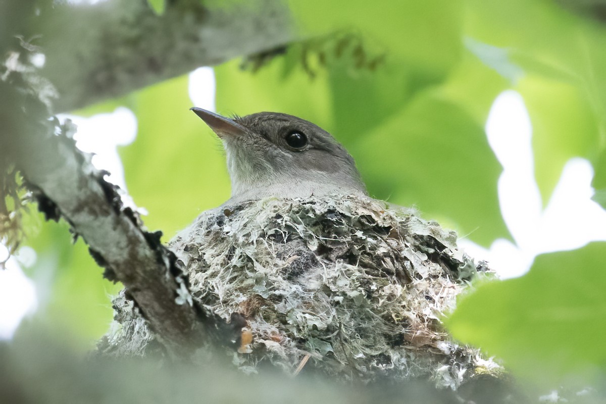 Western Wood-Pewee - ML586073251
