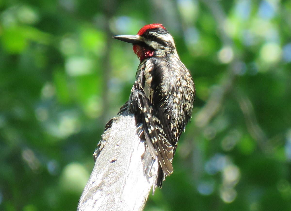 Yellow-bellied Sapsucker - Tom and Margaret