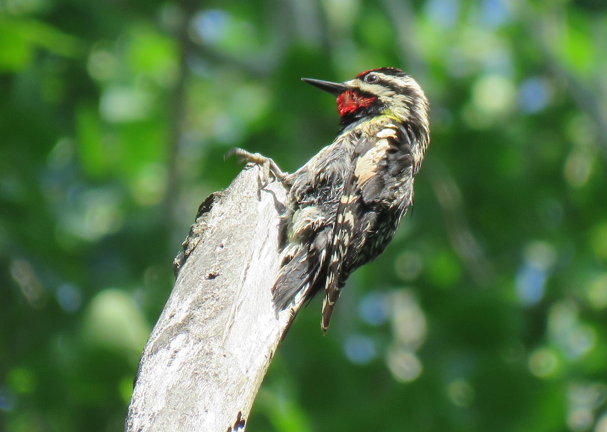 Yellow-bellied Sapsucker - Tom and Margaret