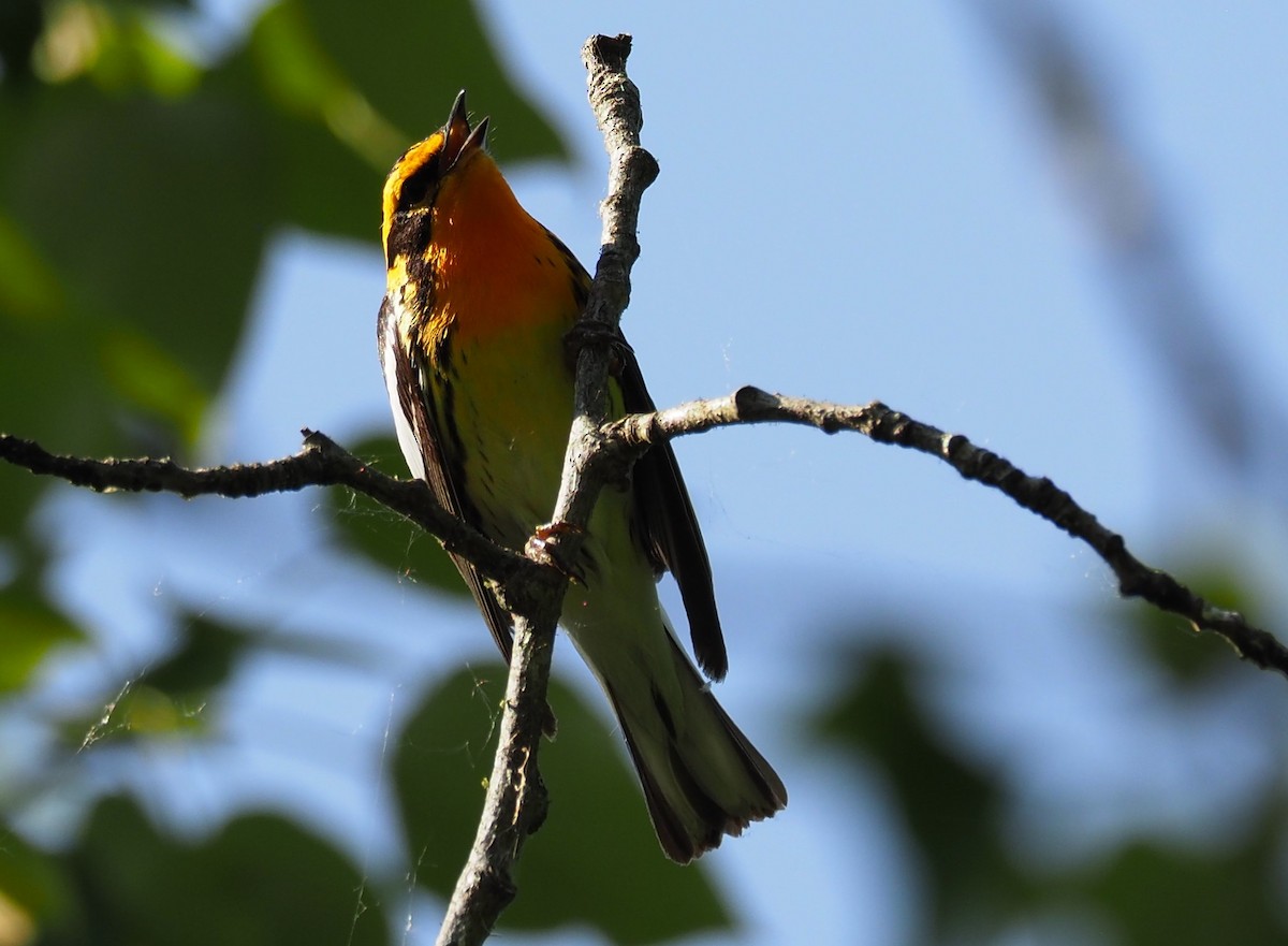 Blackburnian Warbler - Tom and Margaret