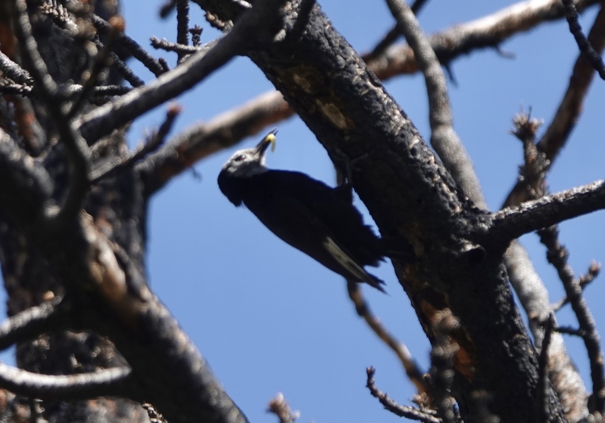 White-headed Woodpecker - ML586073731