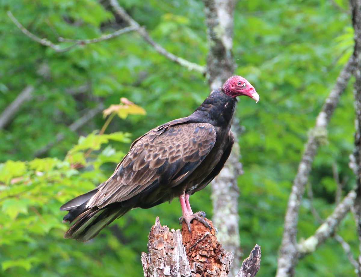 Turkey Vulture - ML586073881