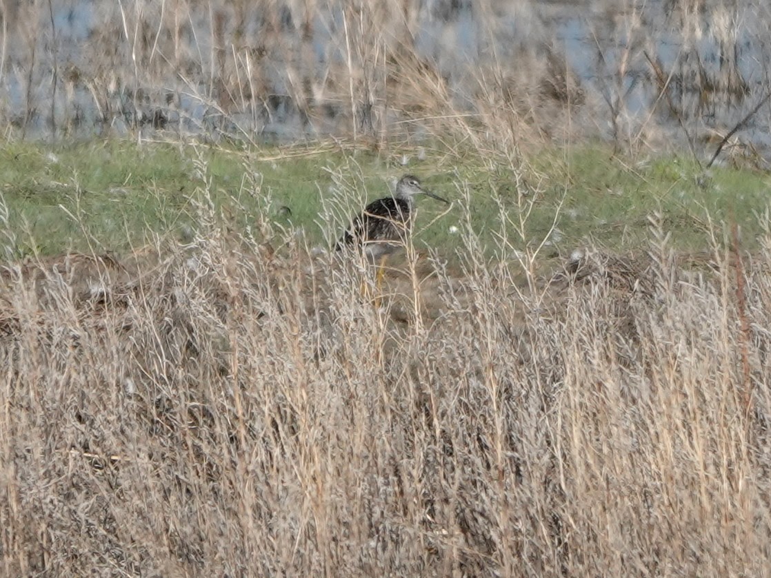 Greater Yellowlegs - ML586074681