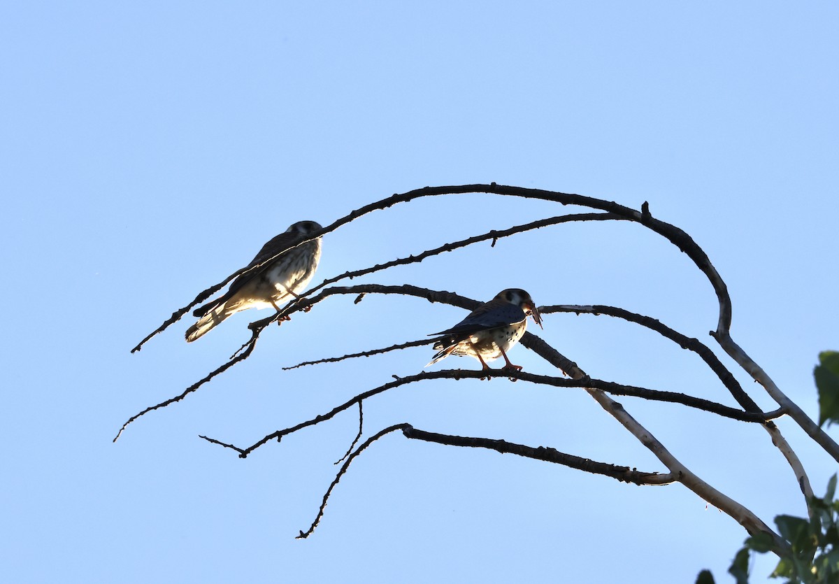 American Kestrel - ML586075191