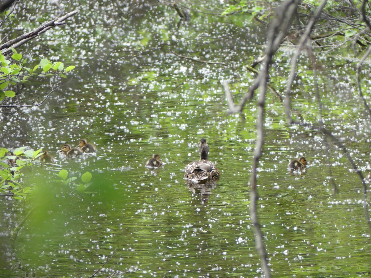 Mallard - ML586075231