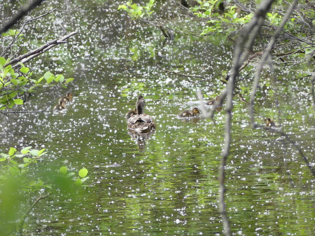 Mallard - ML586075291