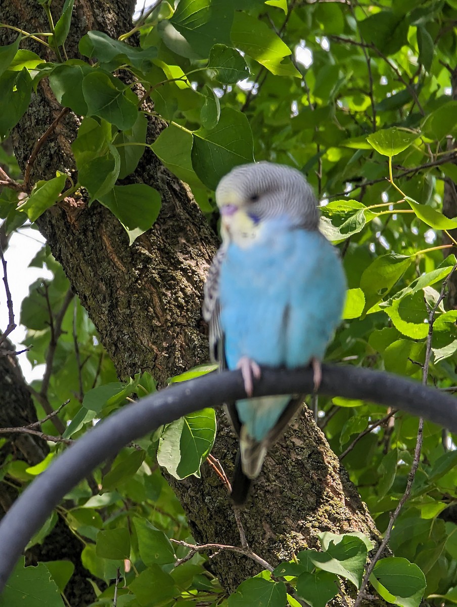 Budgerigar (Domestic type) - ML586075591