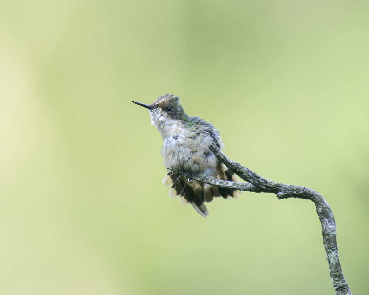 Short-crested Coquette - ML586075801