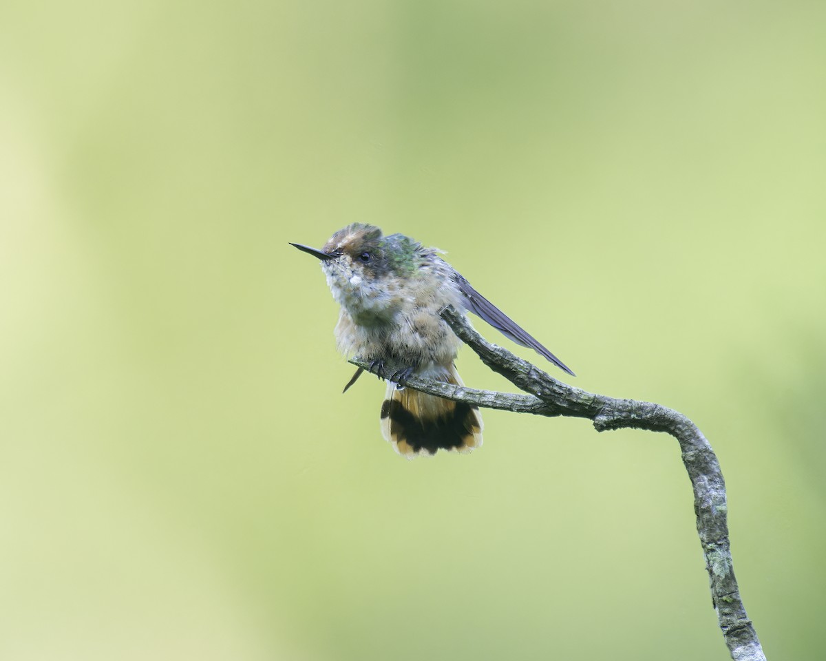 Short-crested Coquette - ML586075811