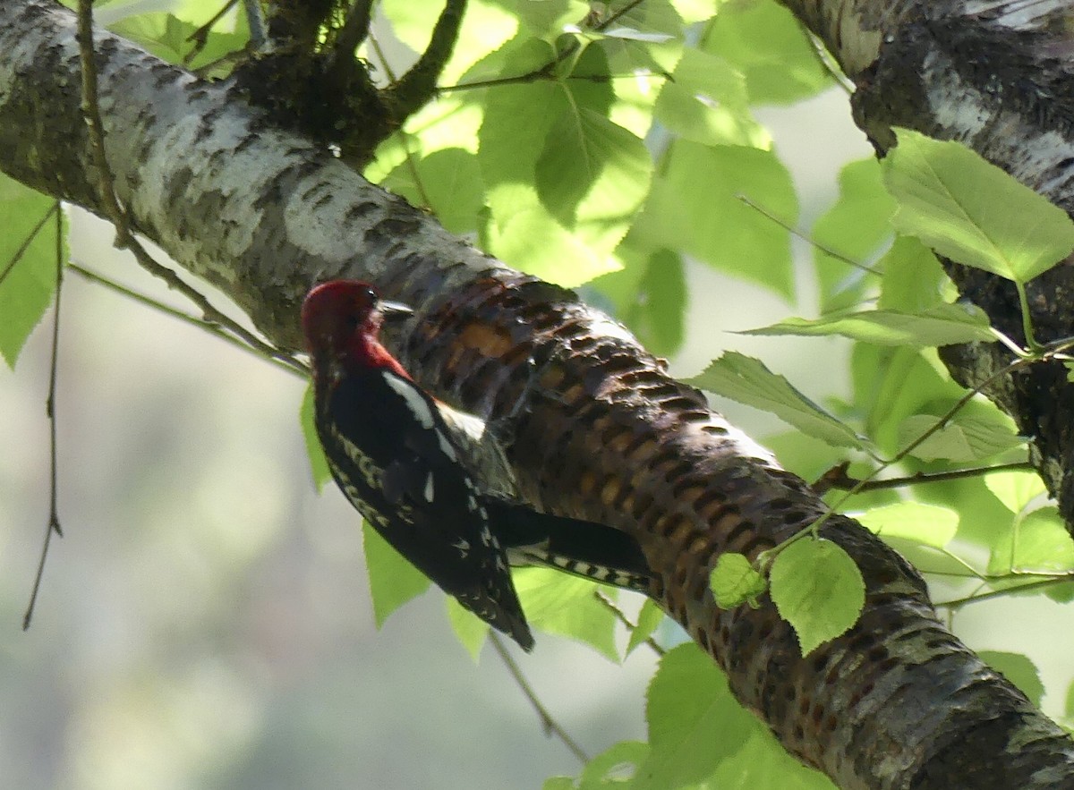 Red-breasted Sapsucker - ML586075911