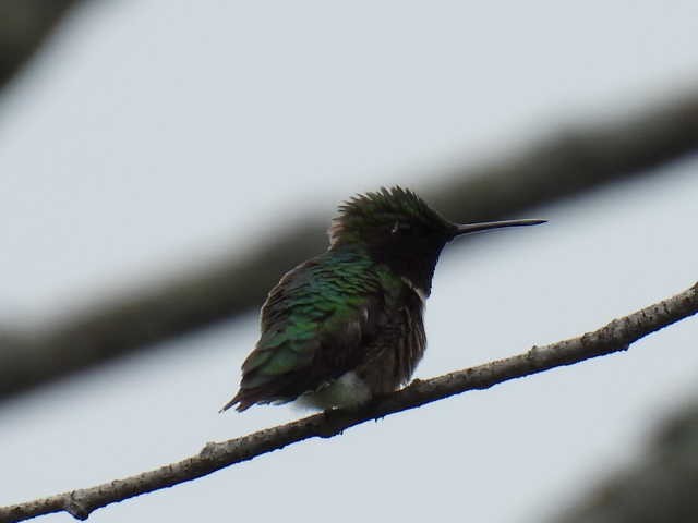 Ruby-throated Hummingbird - ML586076971