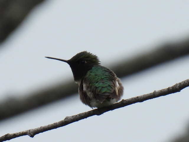 Ruby-throated Hummingbird - ML586076981