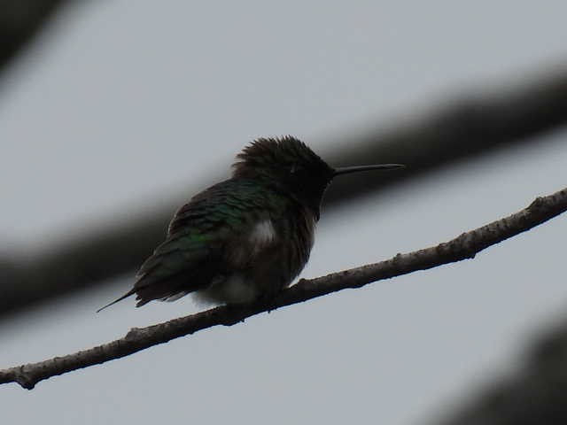 Ruby-throated Hummingbird - ML586076991