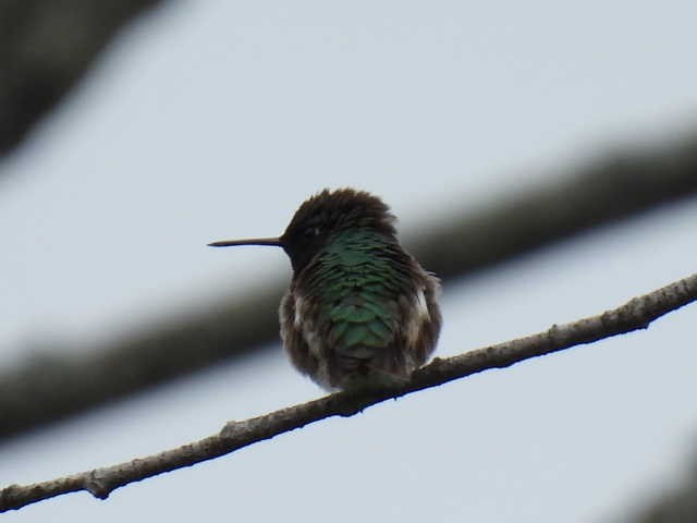 Ruby-throated Hummingbird - ML586077001