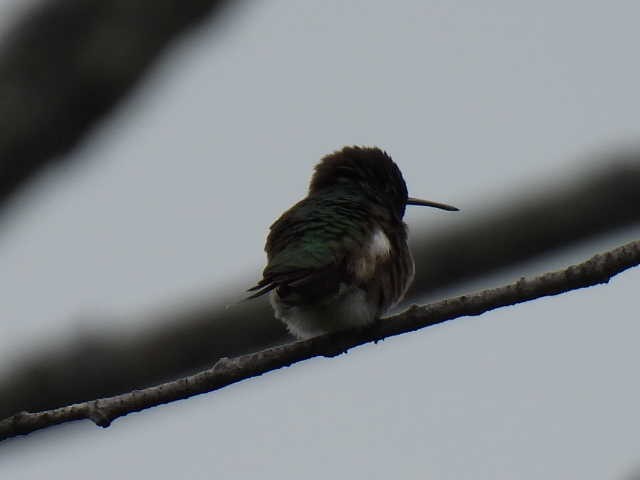 Ruby-throated Hummingbird - ML586077011