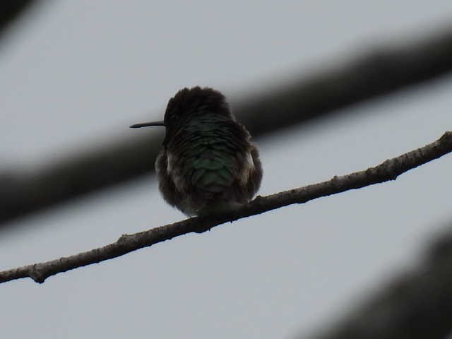 Ruby-throated Hummingbird - ML586077021