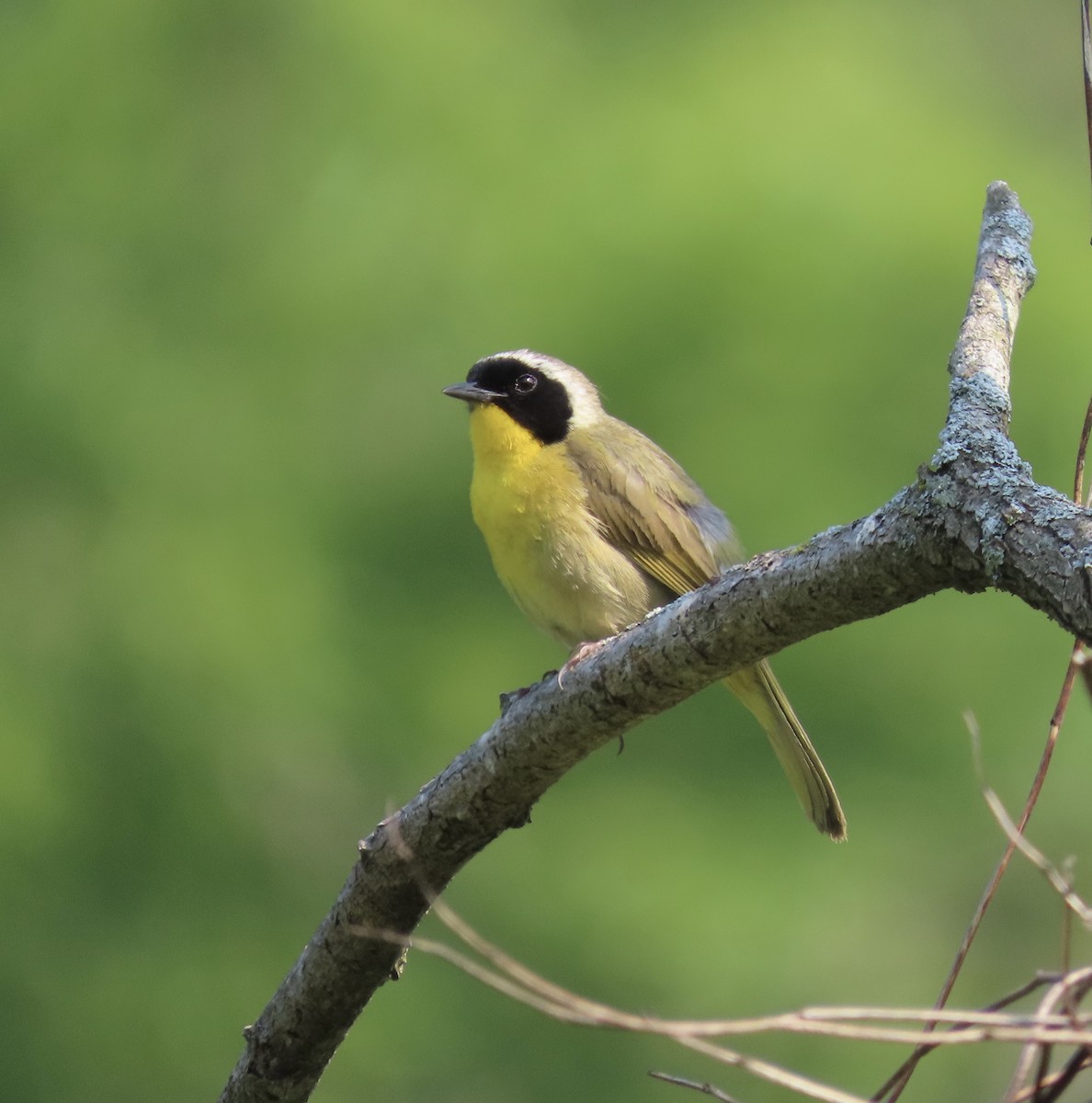 Common Yellowthroat - ML586077271