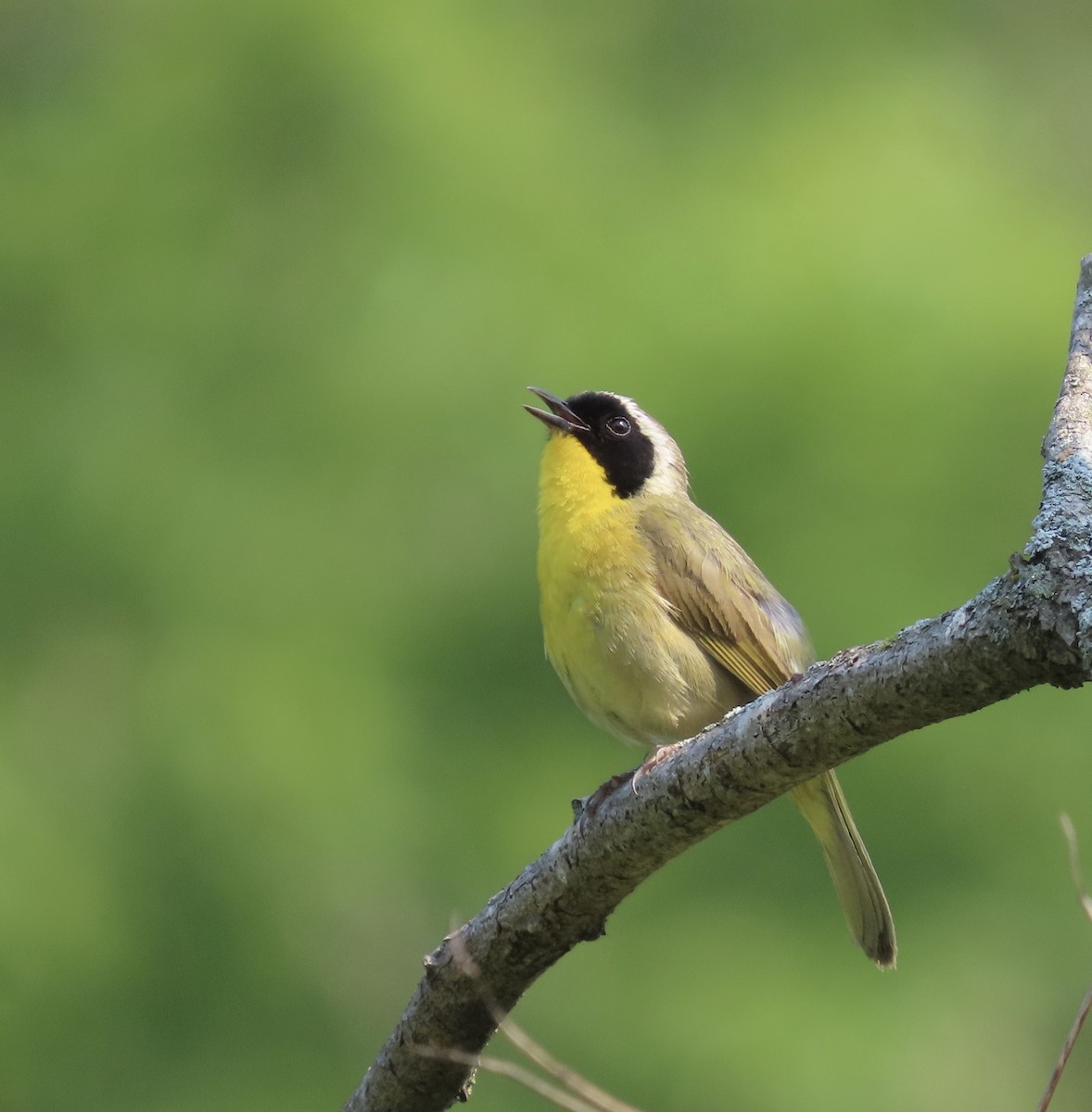 Common Yellowthroat - ML586077281