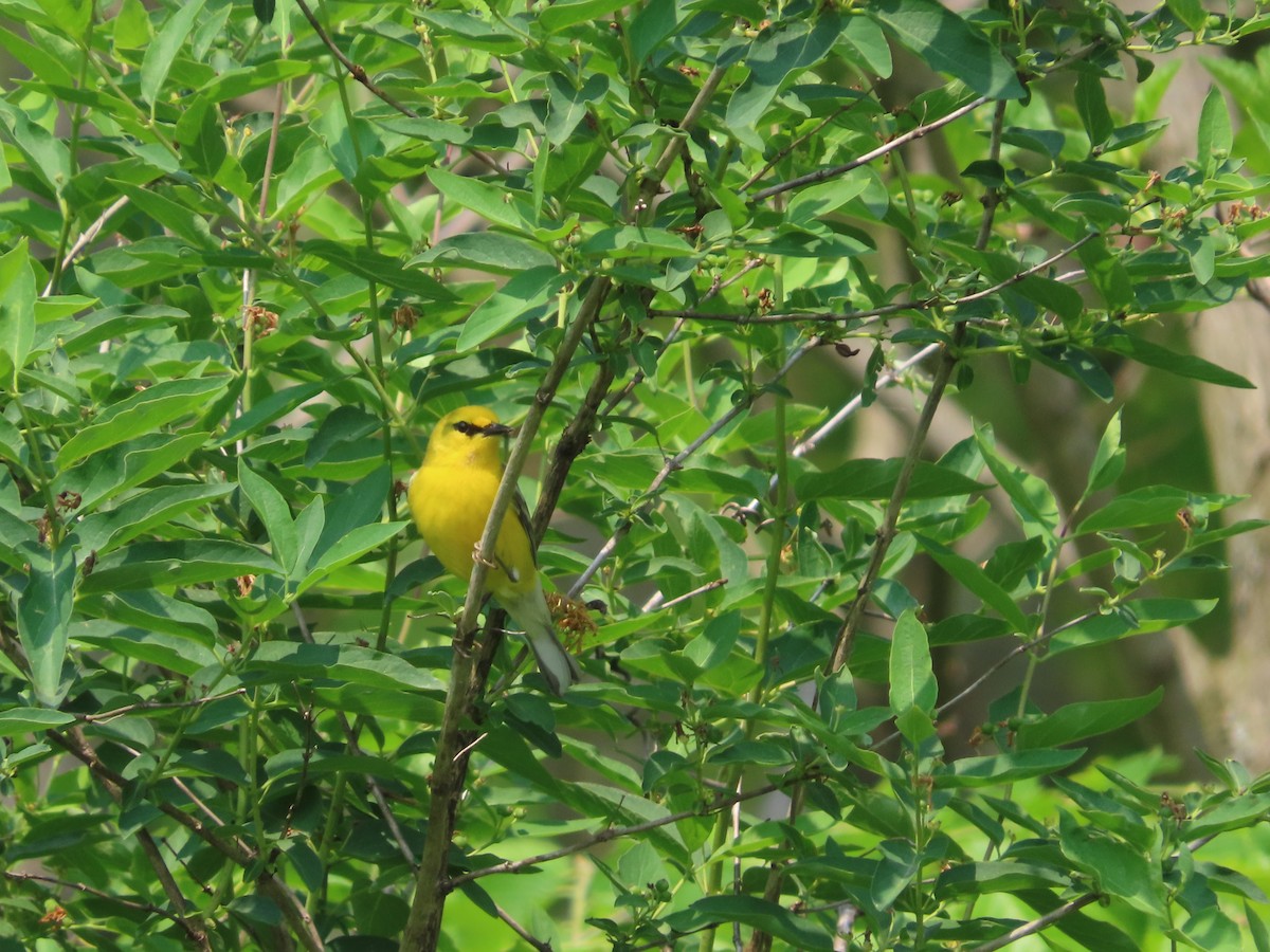 Blue-winged Warbler - Michelle Browning