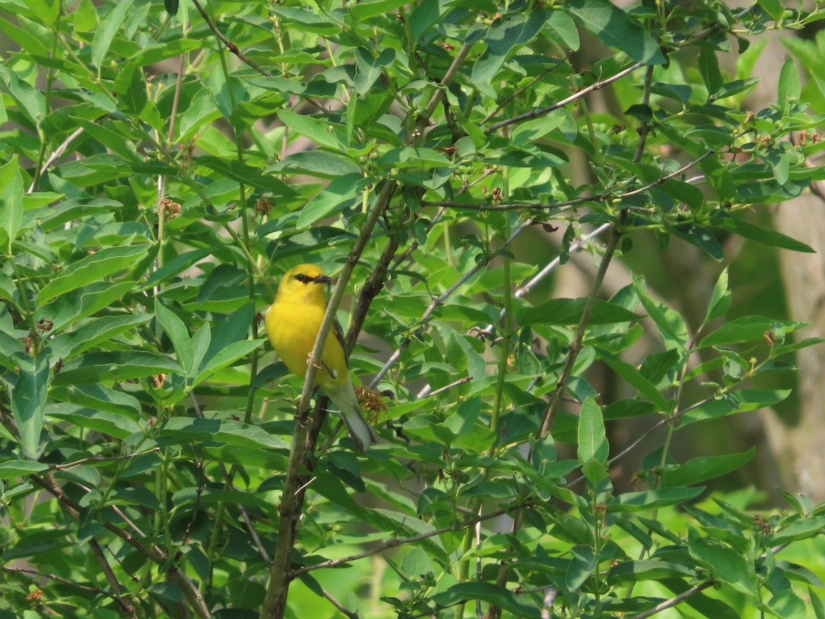 Blauflügel-Waldsänger - ML586077401