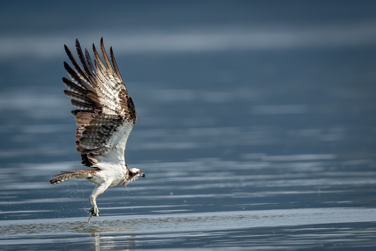 Águila Pescadora - ML586077411