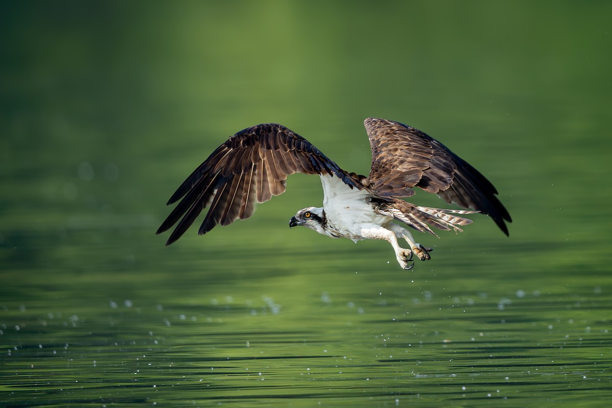 Águila Pescadora - ML586077421