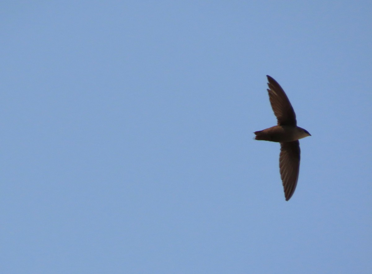 Chimney Swift - Michelle Browning