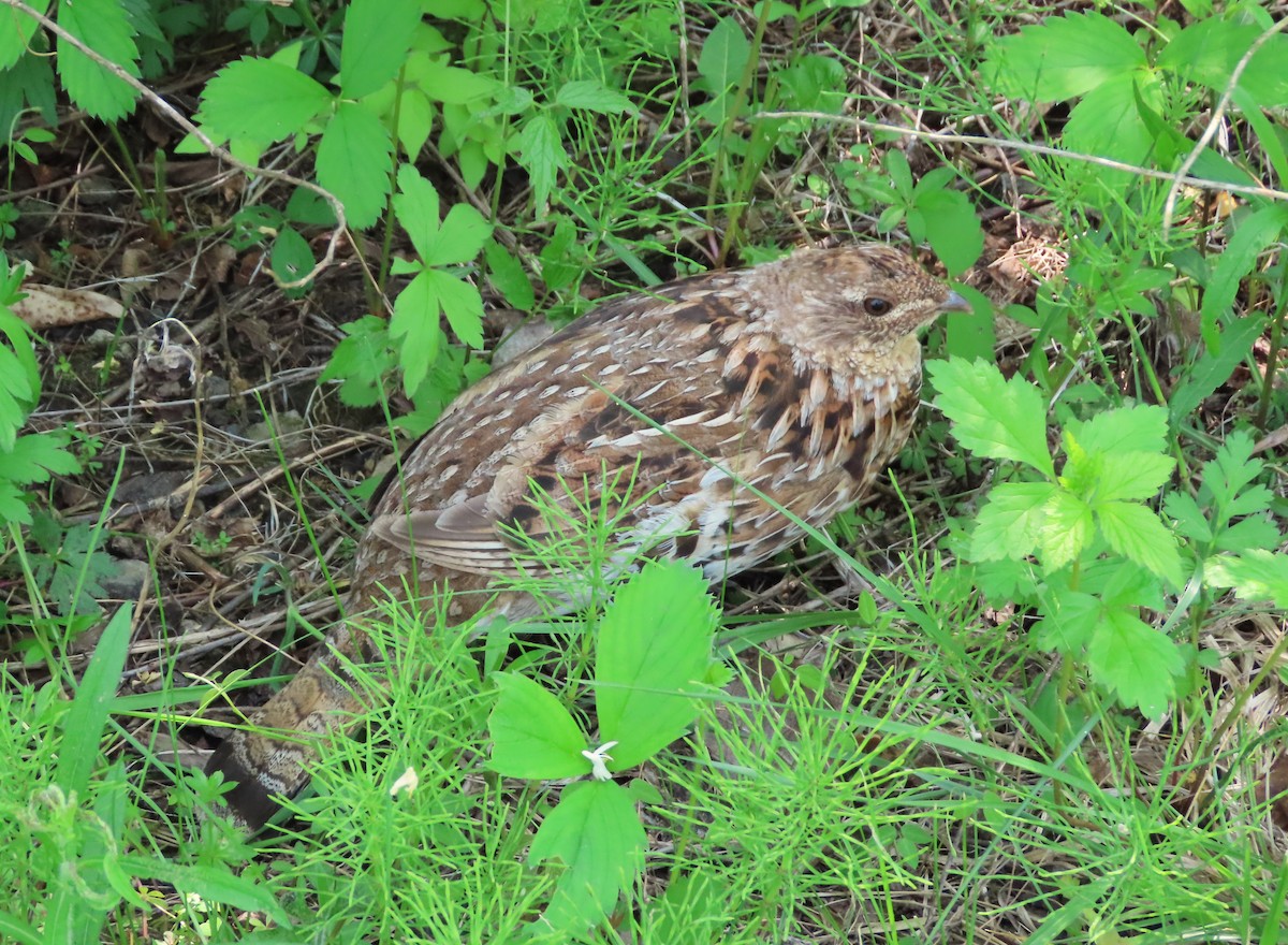 Ruffed Grouse - Michelle Browning