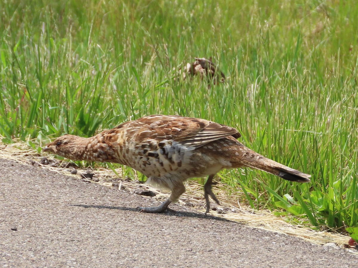 Ruffed Grouse - ML586077531