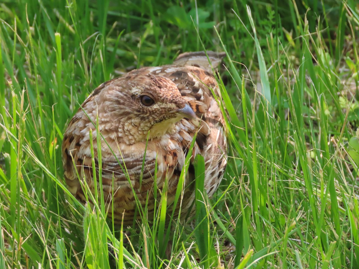 Ruffed Grouse - Michelle Browning