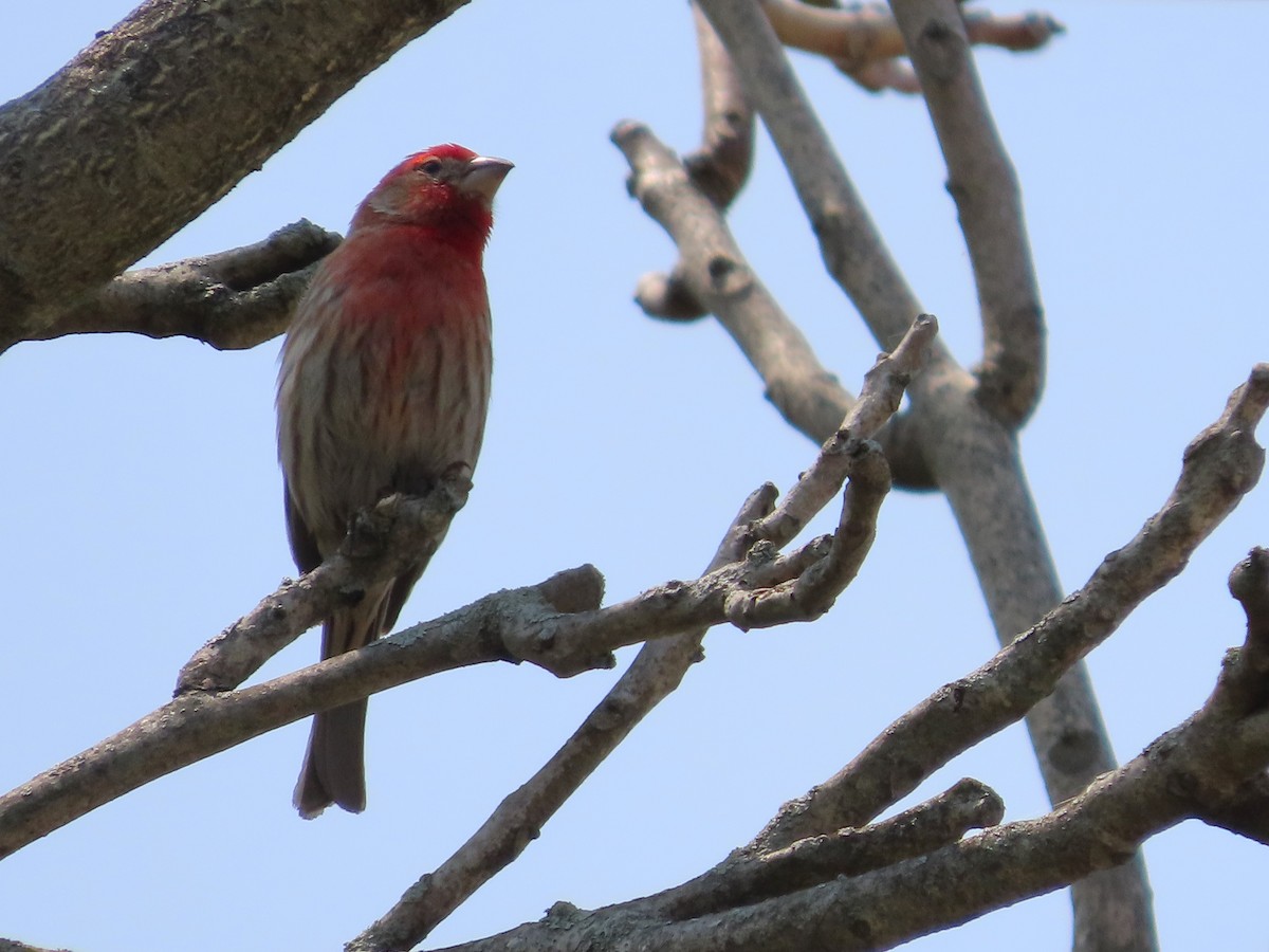 House Finch - ML586077561