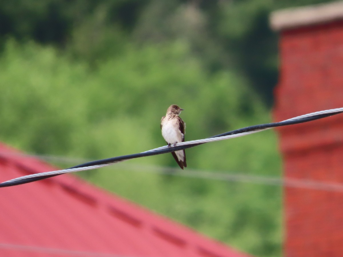 Northern Rough-winged Swallow - Michelle Browning