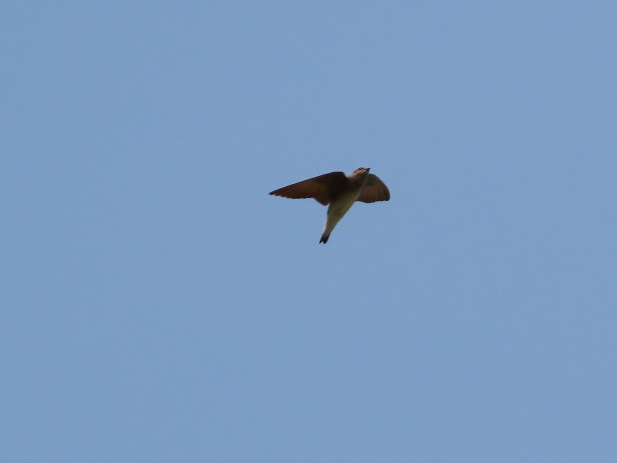 Northern Rough-winged Swallow - Michelle Browning