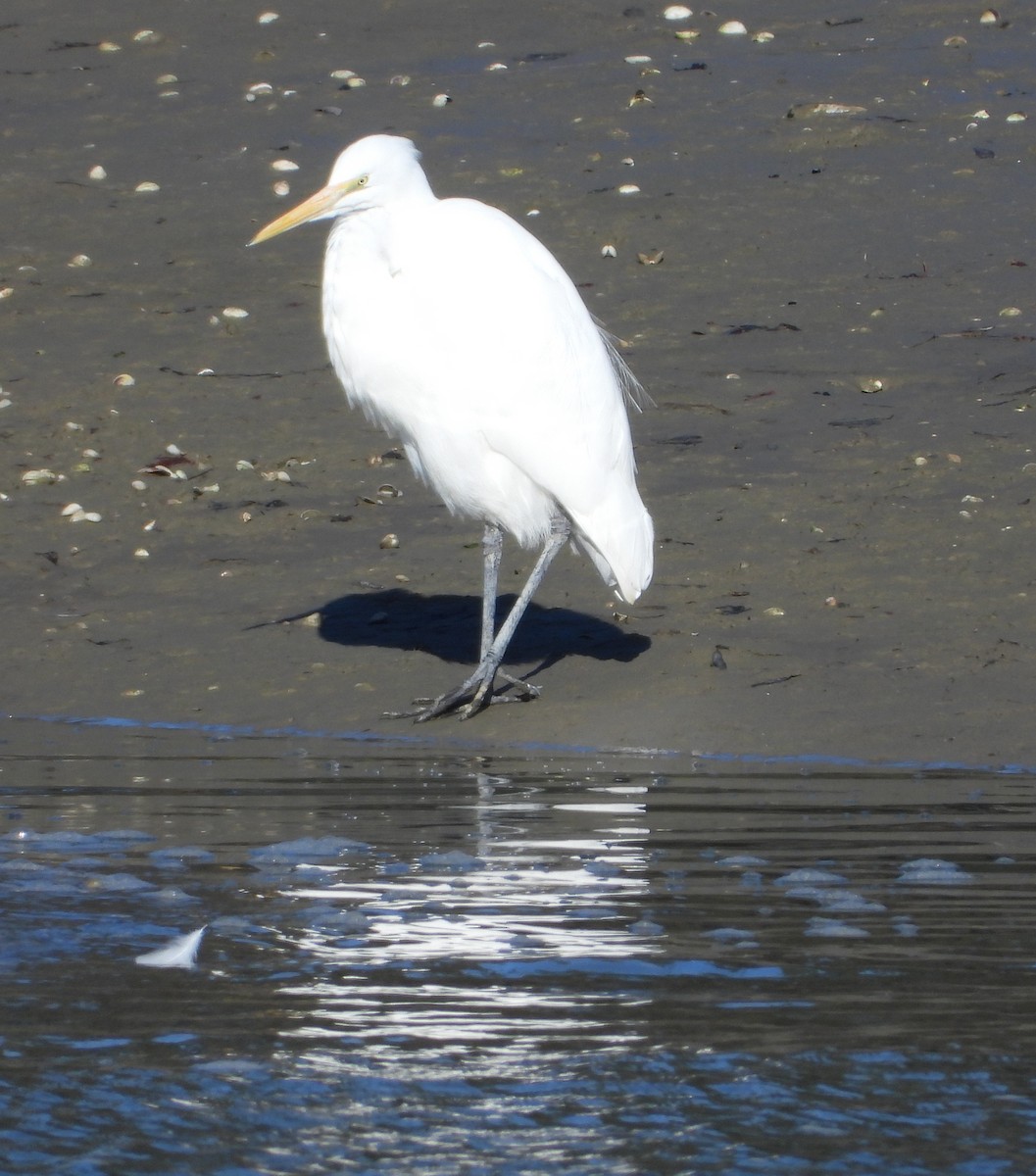 ダイサギ - ML586078051