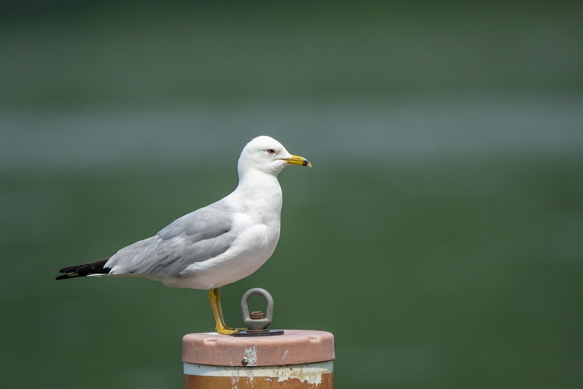 Ring-billed Gull - ML586079861