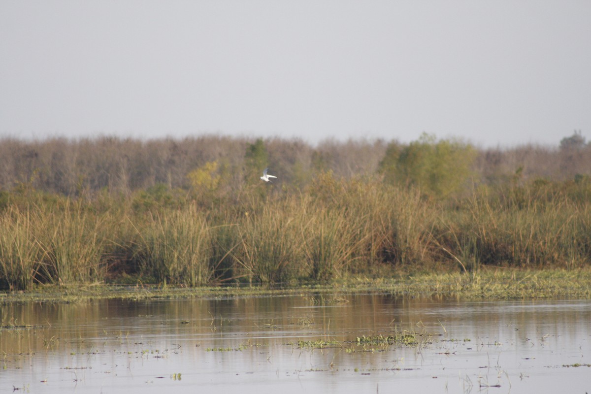 Snowy-crowned Tern - ML586080211