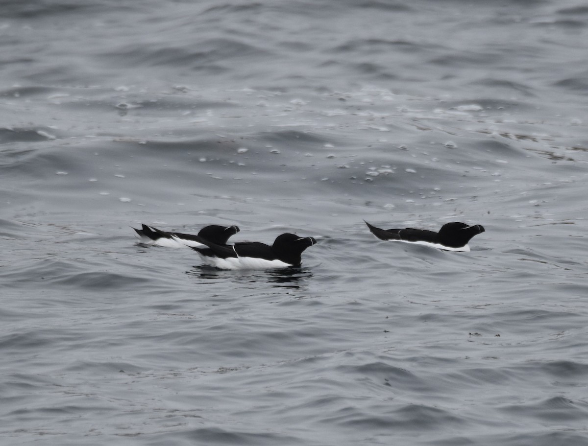 Razorbill - Frank Holmes