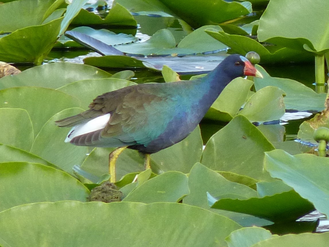 Purple Gallinule - ML586080521