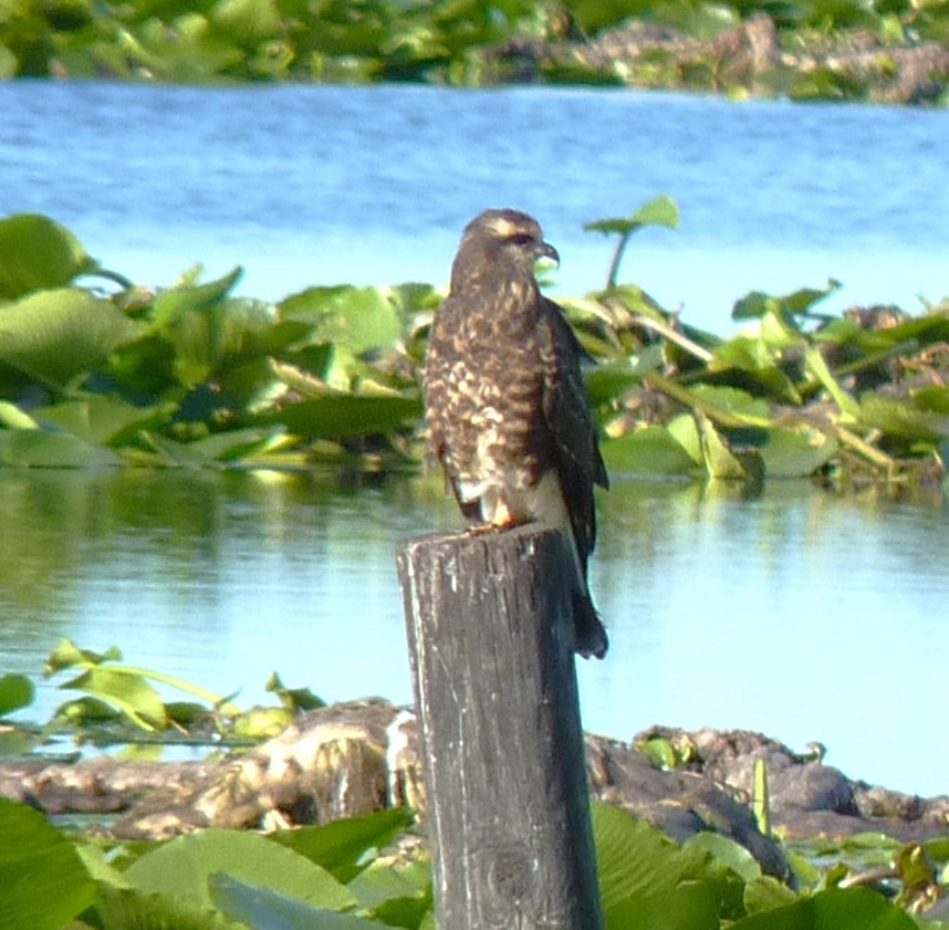 Snail Kite - ML586080571